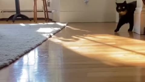 Crazy Funny Cat Video..
