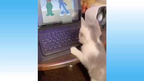 Cute Pets and funny animals Compilation.... try to not lough