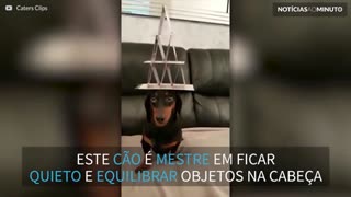 Cão tem habilidade incrível de equilíbrio