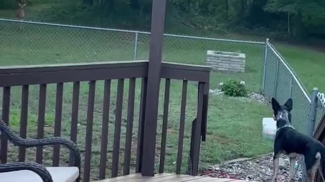 Cattle dog meets white tail deer best funny dog video II@##$@$