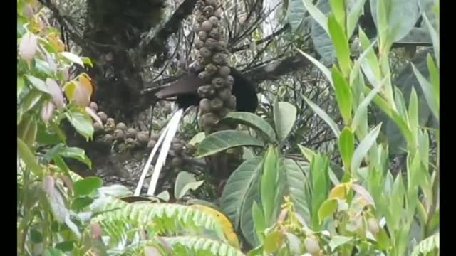 Birds cenderawasih astrapia ekor pita, Beautifull