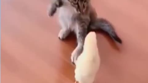 Cute kitten playing with.....