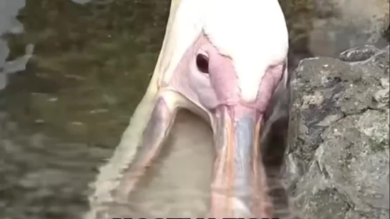 Pelicans Will Eat Anything even human beings || LetsgoScience