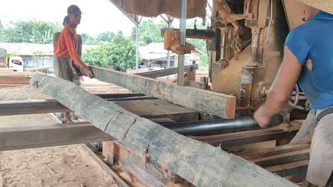 Timber Processing Factory Meranti Wood Vs Kalimantan Bengkirai Wood