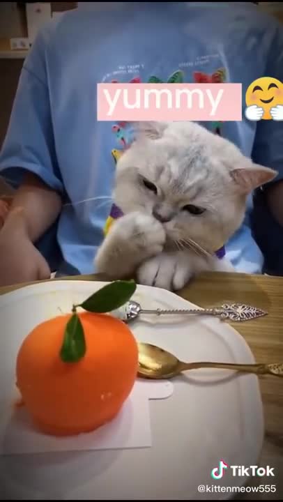 Lovely Cat, black cat, cats, funny cats, funny cat videos ***