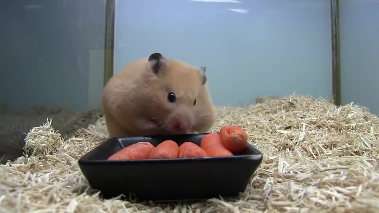 Hamster le cambia la cara comiendo