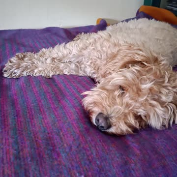 Cute Dog Sleeping On Bed