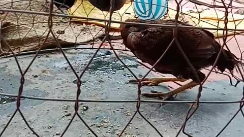 Chicken Contortionist