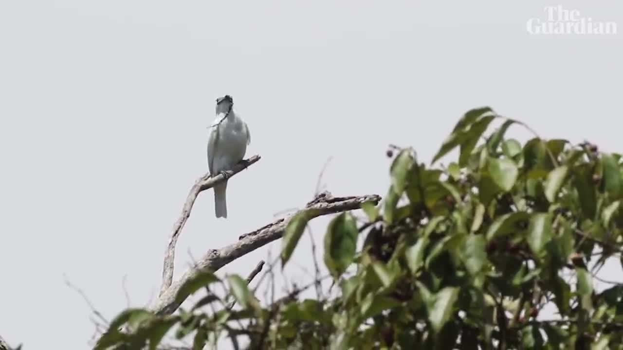 White bellbird: listen to the world's loudest bird call