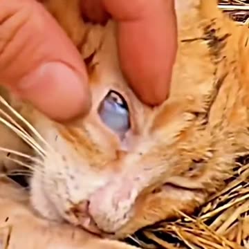 Save the life of animals is very important