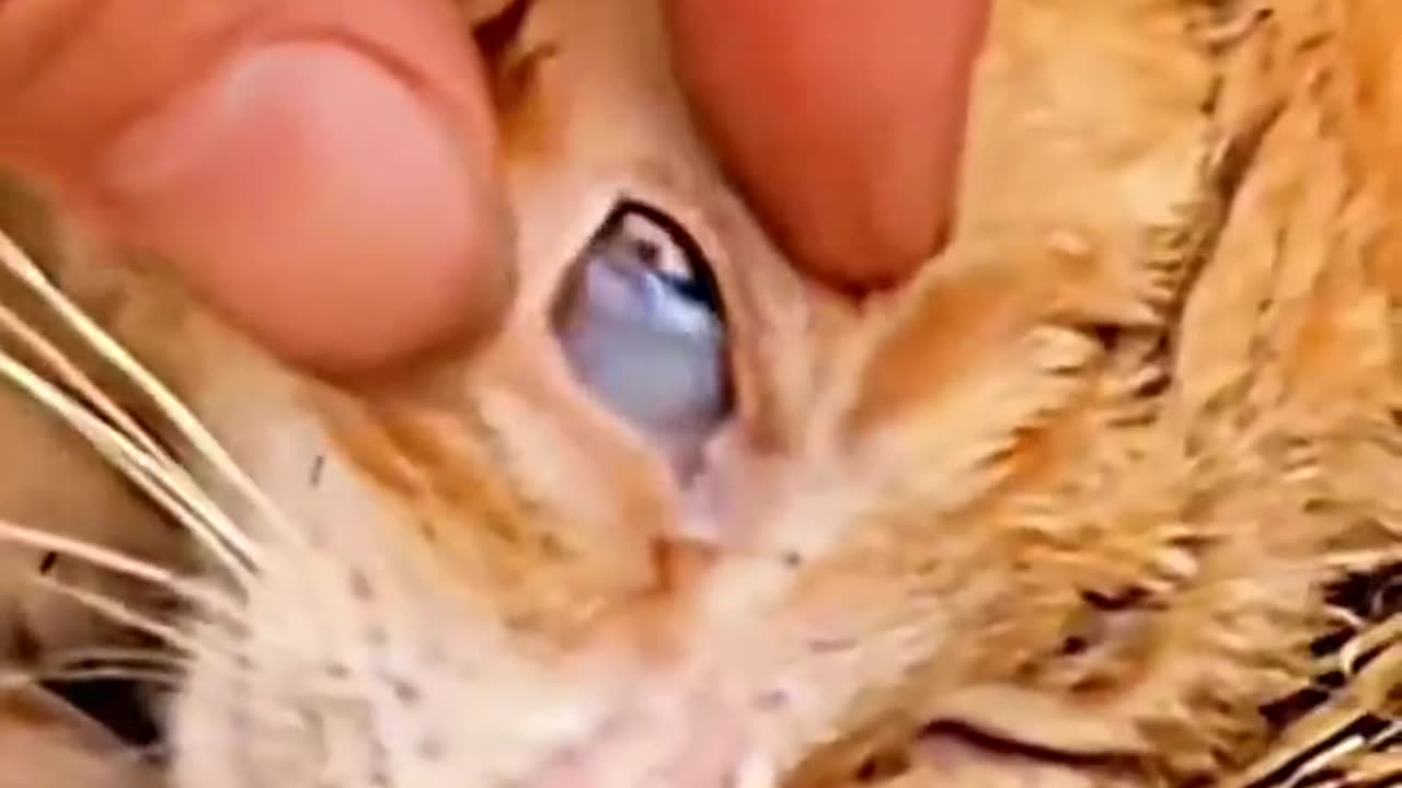 Save the life of animals is very important