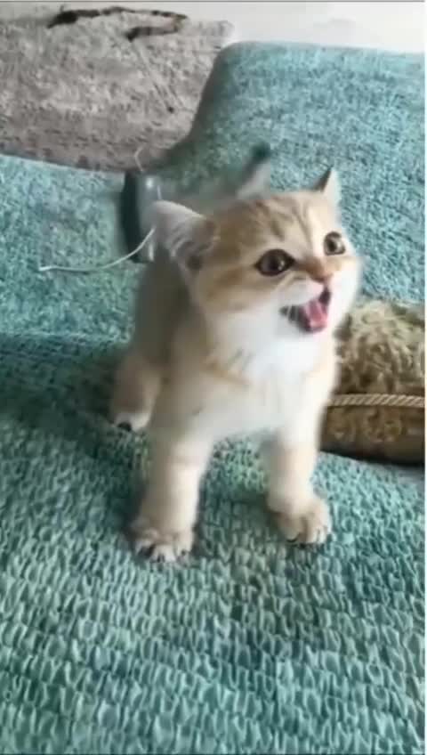 Funny cats and dogs, dont miss this😂