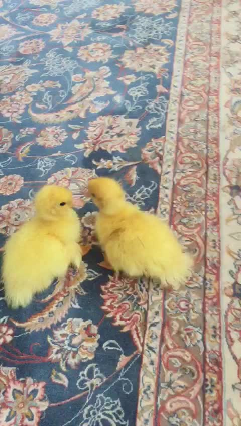Cute 2 Baby Ducklings