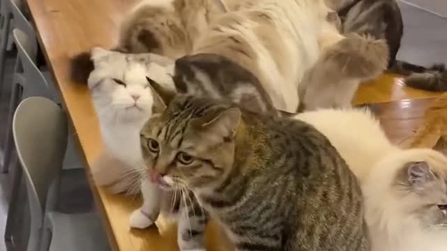 kitten fighting over food