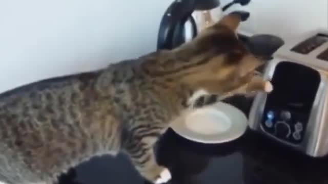 Funniest Cats 😹 - Don't try to hold back Laughter 😂 Part 09