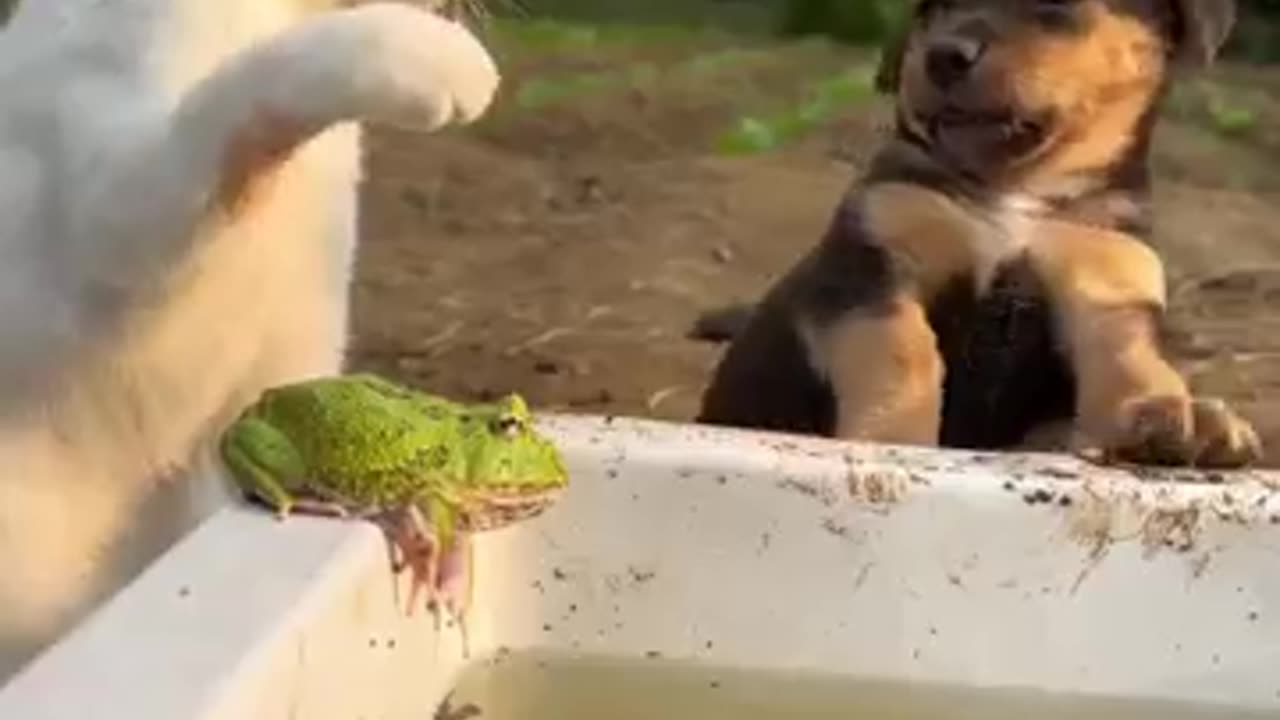 Funny cat and frog 🐁🐁🐁🐁🐁