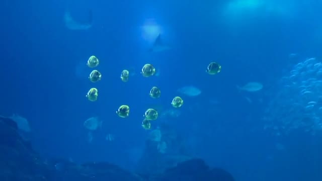 Fish 🎏🎏 beauty 💞💞 seen