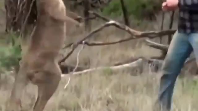 Man fights with amazing kangaroo!