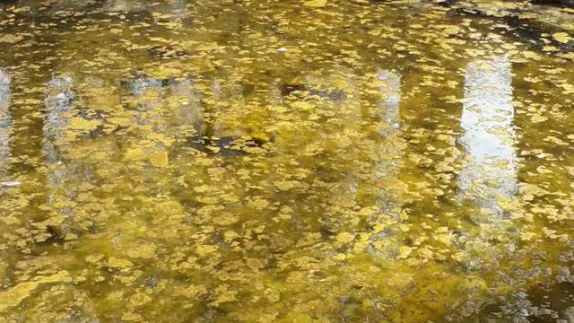 Calm pond