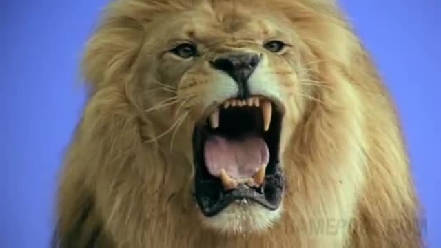 Types of Wild Animals, Nature and wildlife video