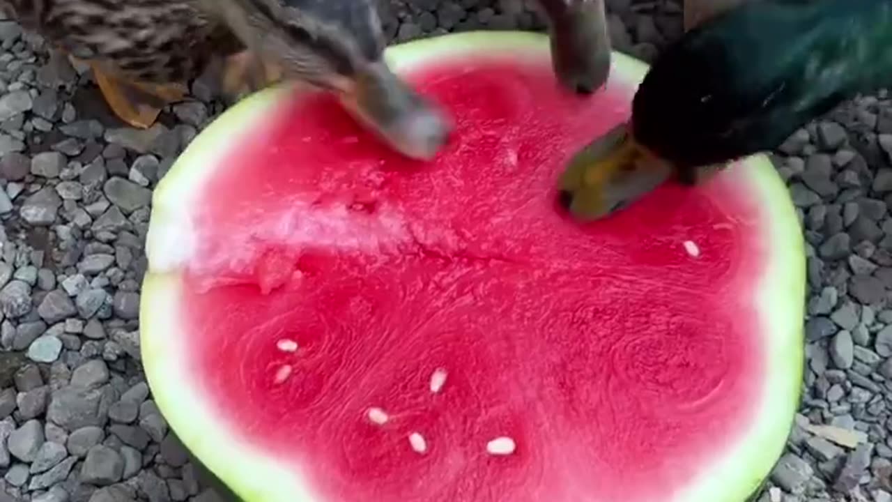 Duck asmr 🍉