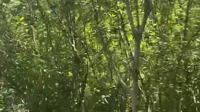 What a clean grove