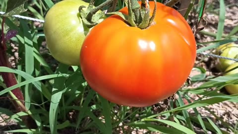 Tomatoes