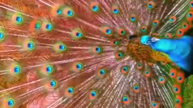 Look at the peacock's screen, it's very beautiful