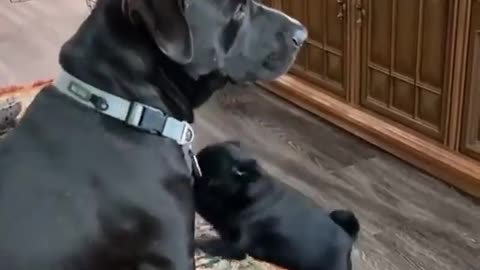 Pit bull # a dog is loving his mother