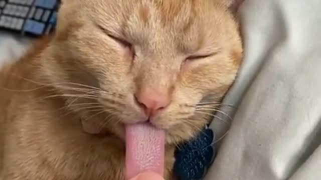 Cute and funny cat video