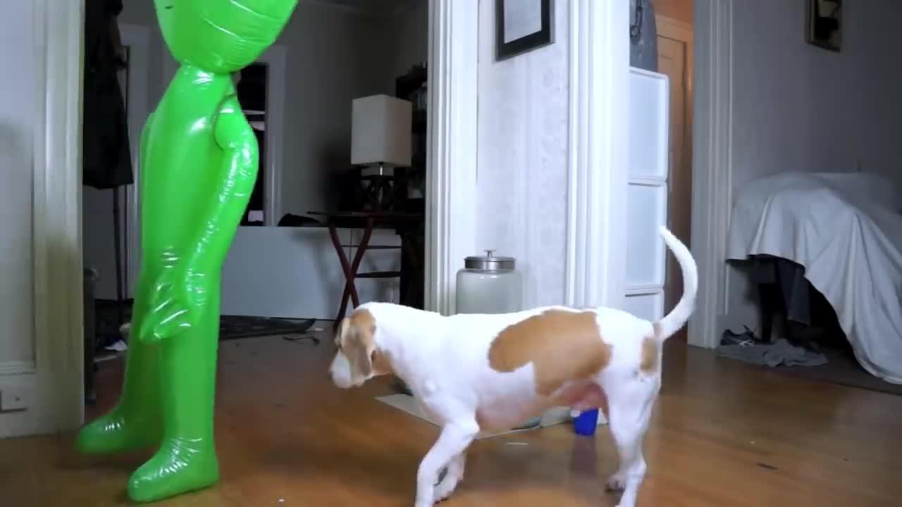 Dog Pranked with Alien