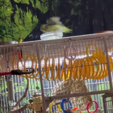 Maddie being adorable in the community water bowl.