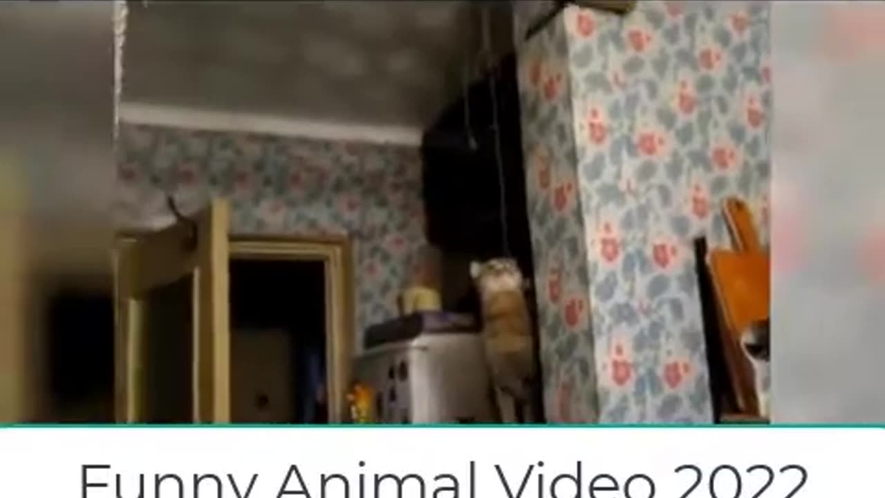 Funny animal video