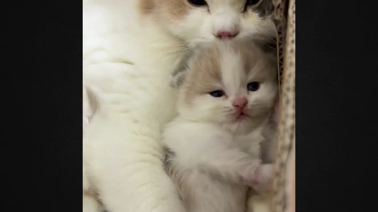 This Cute Kitten Has a Hidden Talent – Can You Guess What It Is?