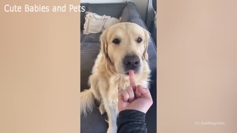 Dogs Hates Middle Fingers🐕🐕🤣🤣