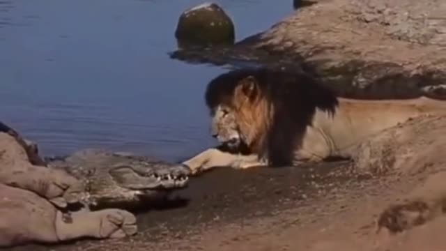 CROCODILE