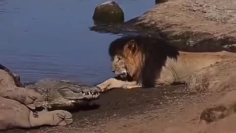CROCODILE
