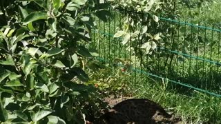 The cat digs a hole in the garden.