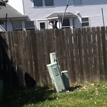 A dog jumps over the pictures