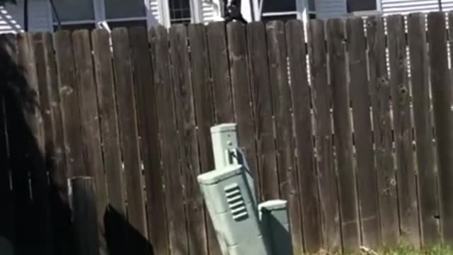 A dog jumps over the pictures