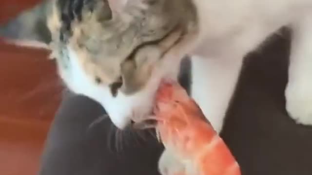 Other Cats Vs My Catππ