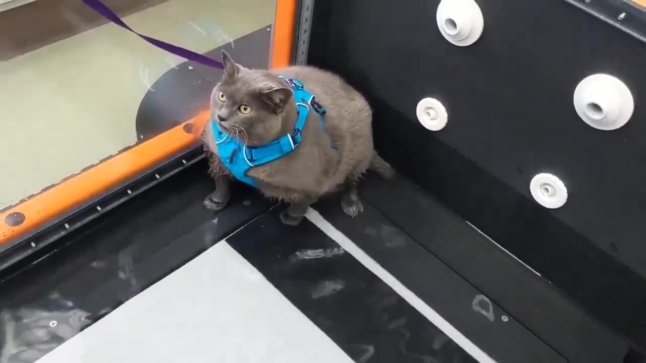 This is what I look like when I have to do something