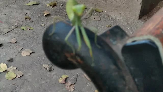 New Creature found dangerous