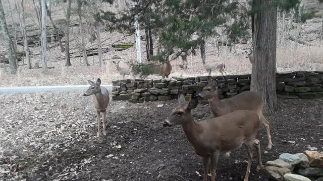 Deer Shows Gratitude to Woman