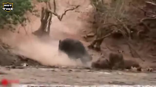 Amazing Wild animals attacks||Wild animal fight||the most danger predator||most danger animal||