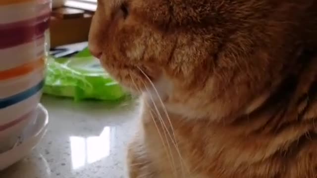 FunnyPetsToday,Funny Cat You Might Never See Before, part24