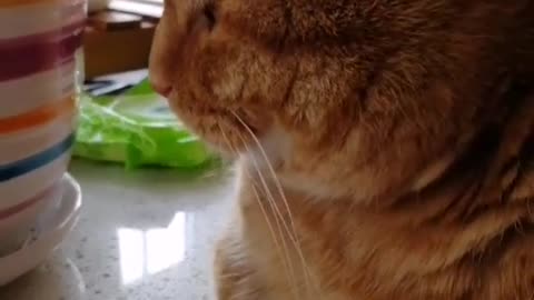 FunnyPetsToday，Funny Cat You Might Never See Before, part24