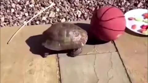 Funny Cats And Dogs Videos | wildlifeworld12