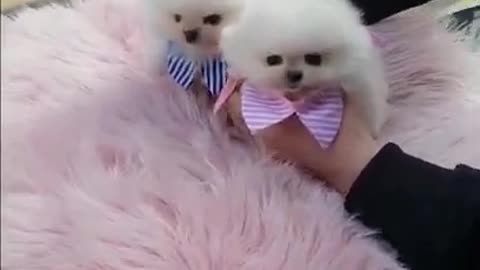 Baby Dogs 🐶 Cute and Funny Dog Videos Puppy Dogs Compilation