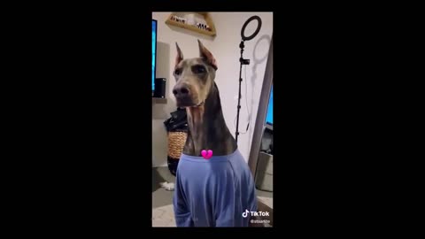 Dogs understands what you say and they are smart!!